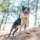 Modisches Hundegeschirr mit niedlichem Muster und leuchtenden Farben aus atmungsaktivem Stoff