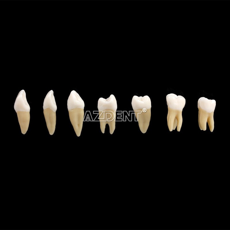 1:1 Dental 28 Pcs Demonstration Permanent Teeth Teach Model Implant Dentist Practice Product