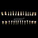 1:1 Dental 28 Pcs Demonstration Permanent Teeth Teach Model Implant Dentist Practice Product