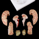 Medical props model Free postage Disassembled Anatomical Human Brain Model Anatomy Medical Teaching Tool