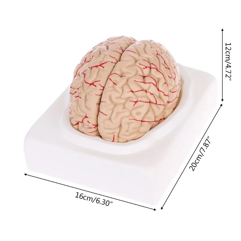 Medical props model Free postage Disassembled Anatomical Human Brain Model Anatomy Medical Teaching Tool