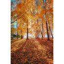 Autumn Landscape Backdrop Fall Forest Maple Fallen Leaves Nature Scenery Harvest Thanksgiving Portrait Photography Background
