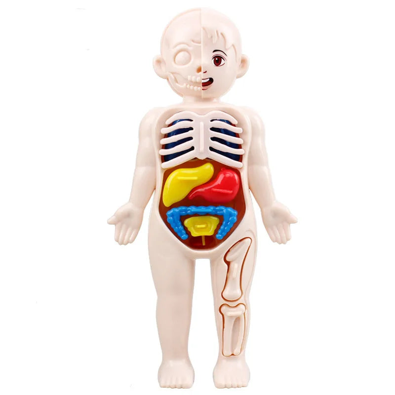 Kid Montessori 3D Puzzle Human Body Anatomy Model Educational Learning Organ Assembled Toy Body Teaching Tool For Children