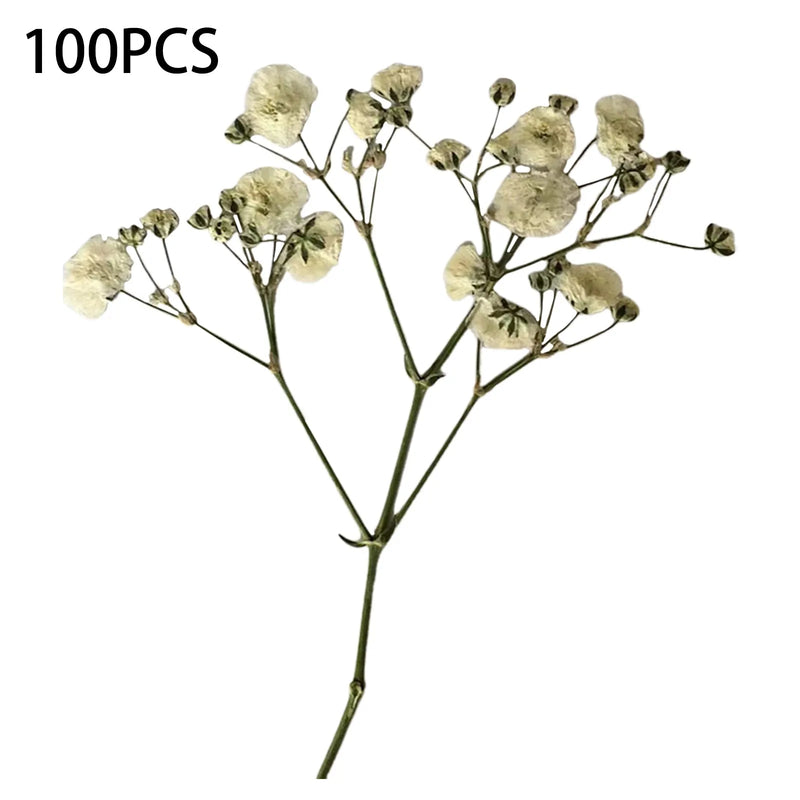 100pcs Bulk Dried Gypsophila Flowers For Pressing Craft Diy Materials For Bookmarks Artificial Flower Bouquet