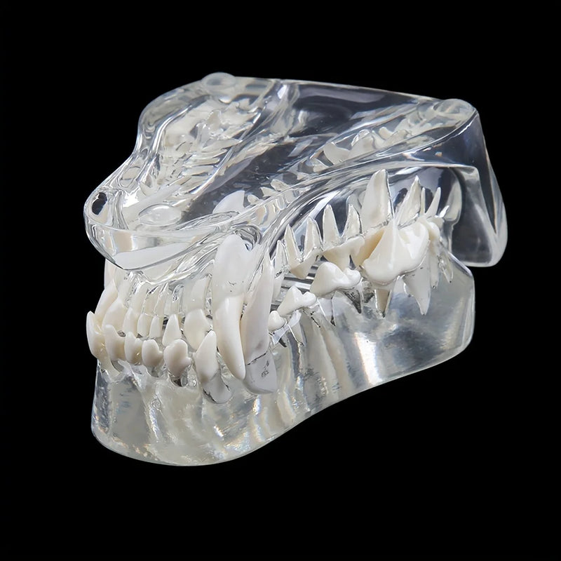 1PC Transparent Dog/Cat Teeth Anatomical Model, Resin Oral Tooth Jaw For Veterinary Teaching Demonstration