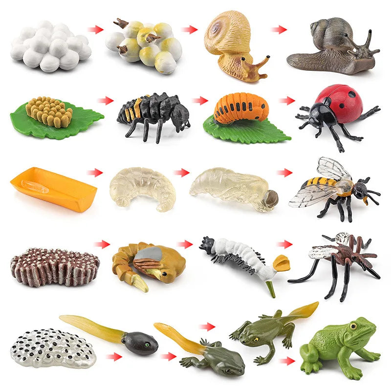 Children Simulation Biology Model Toy Animal Plant Life Growth Cycle Montessori Children Toys Set Teaching Aids Educational Toys