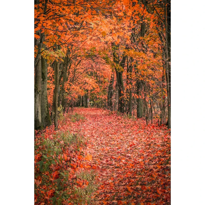 Autumn Landscape Backdrop Fall Forest Maple Fallen Leaves Nature Scenery Harvest Thanksgiving Portrait Photography Background