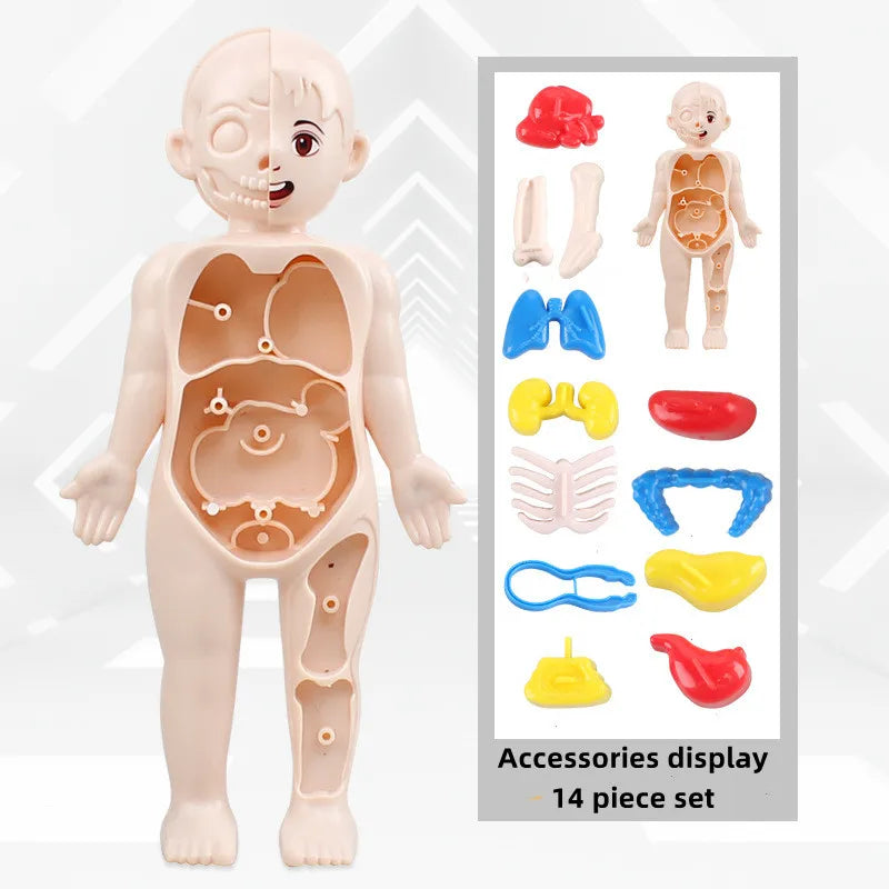 Kid Montessori 3D Puzzle Human Body Anatomy Model Educational Learning Organ Assembled Toy Body Teaching Tool For Children