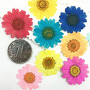 DIY Epoxy Resin 12Pcs Natural Flower Pressed Dried Nail Craft Phone Decoration