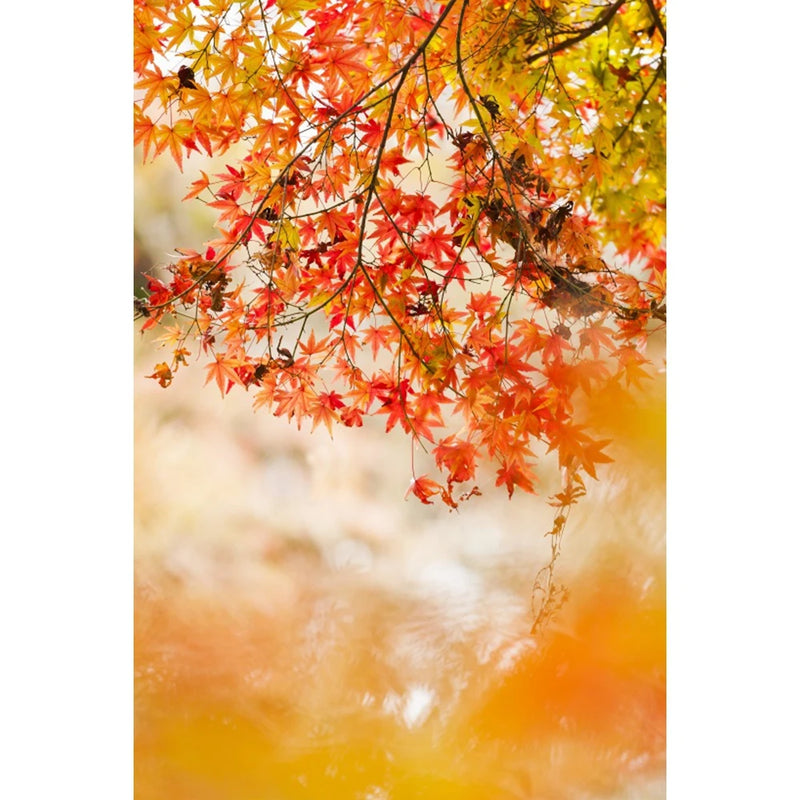 Autumn Landscape Backdrop Fall Forest Maple Fallen Leaves Nature Scenery Harvest Thanksgiving Portrait Photography Background
