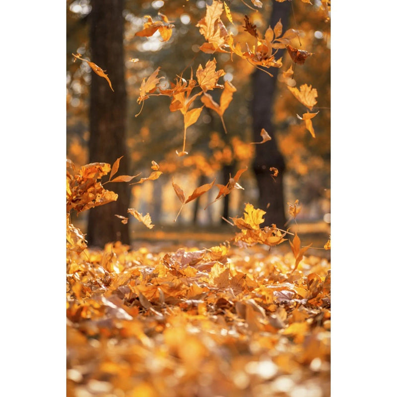 Autumn Landscape Backdrop Fall Forest Maple Fallen Leaves Nature Scenery Harvest Thanksgiving Portrait Photography Background