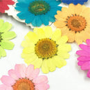 DIY Epoxy Resin 12Pcs Natural Flower Pressed Dried Nail Craft Phone Decoration