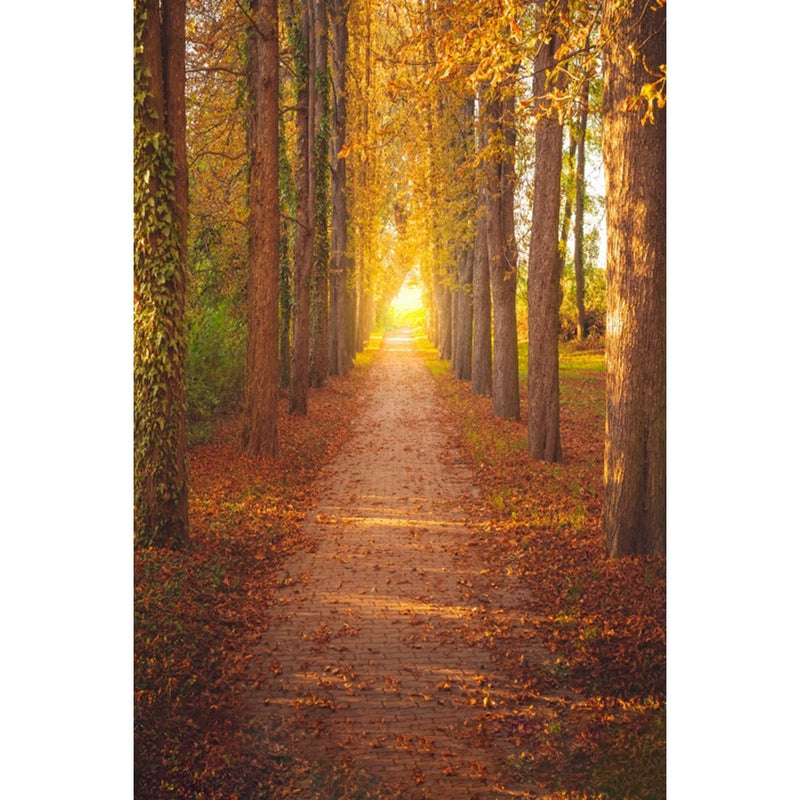 Autumn Landscape Backdrop Fall Forest Maple Fallen Leaves Nature Scenery Harvest Thanksgiving Portrait Photography Background