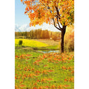 Autumn Landscape Backdrop Fall Forest Maple Fallen Leaves Nature Scenery Harvest Thanksgiving Portrait Photography Background