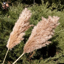 30Pcs Natural Fluffy Pampas Grass Dried Rabbit Tail Bouquet Wedding Party Decoration Pompas Artificial Flower Christmas Supplies