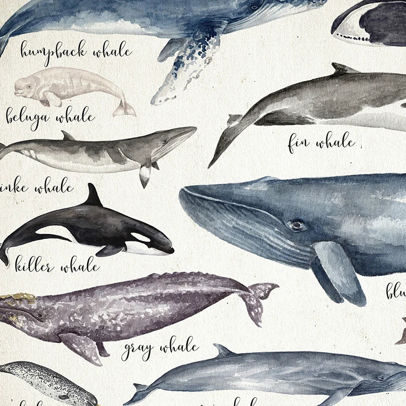 Whales Size Comparison Chart Print Whale Watercolor Painting Child Educational Poster Nursery Wall Art Pictures Kids Room Decor