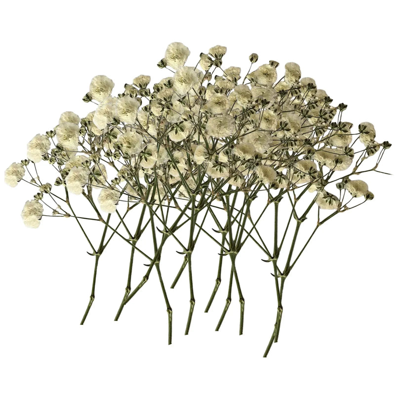 100pcs Bulk Dried Gypsophila Flowers For Pressing Craft Diy Materials For Bookmarks Artificial Flower Bouquet