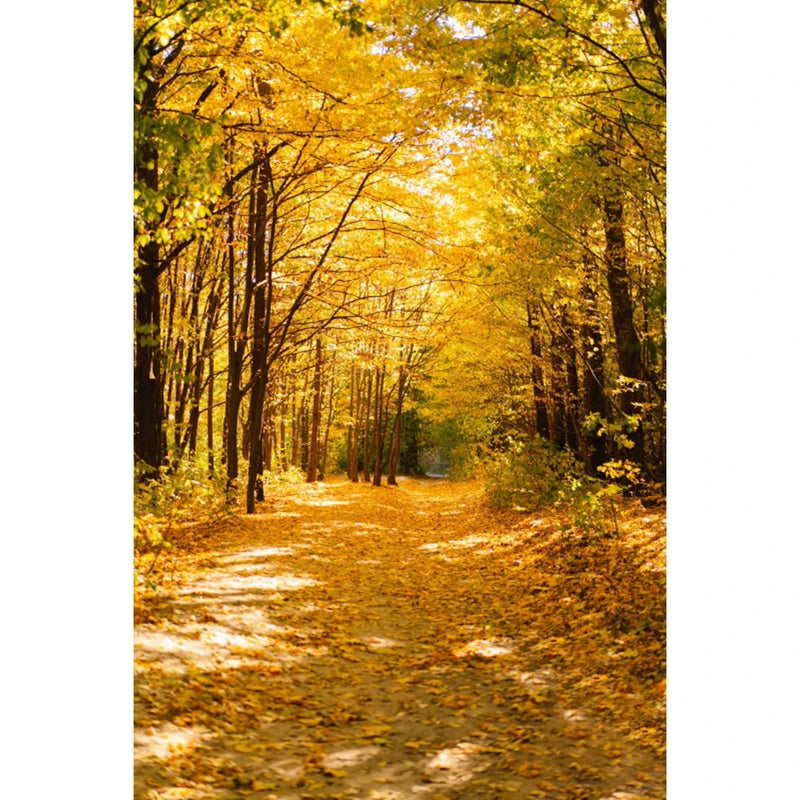 Autumn Landscape Backdrop Fall Forest Maple Fallen Leaves Nature Scenery Harvest Thanksgiving Portrait Photography Background