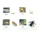 24Pcs/Set Montessori Toys for 3 Year Flash Cards Animals Matching Learning English Kids Early Educational Practical Life