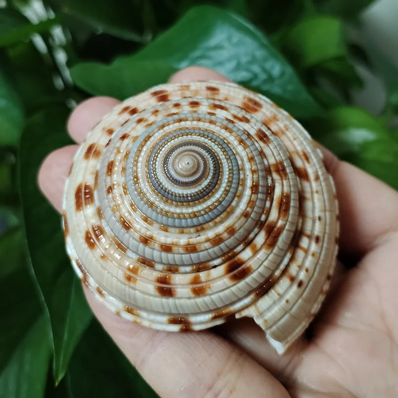 Sundial Snail Sunburst Carrier Snail Natural Conch Shell Home Decoration Collection Specimen Snail Shell Landscaping Aquarium