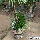 Fancy Wicker Planter Basket Natural Flower Pot Home Decor Garden Bamboo Seagrass Storage Baskets Toy Holders