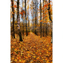 Autumn Landscape Backdrop Fall Forest Maple Fallen Leaves Nature Scenery Harvest Thanksgiving Portrait Photography Background