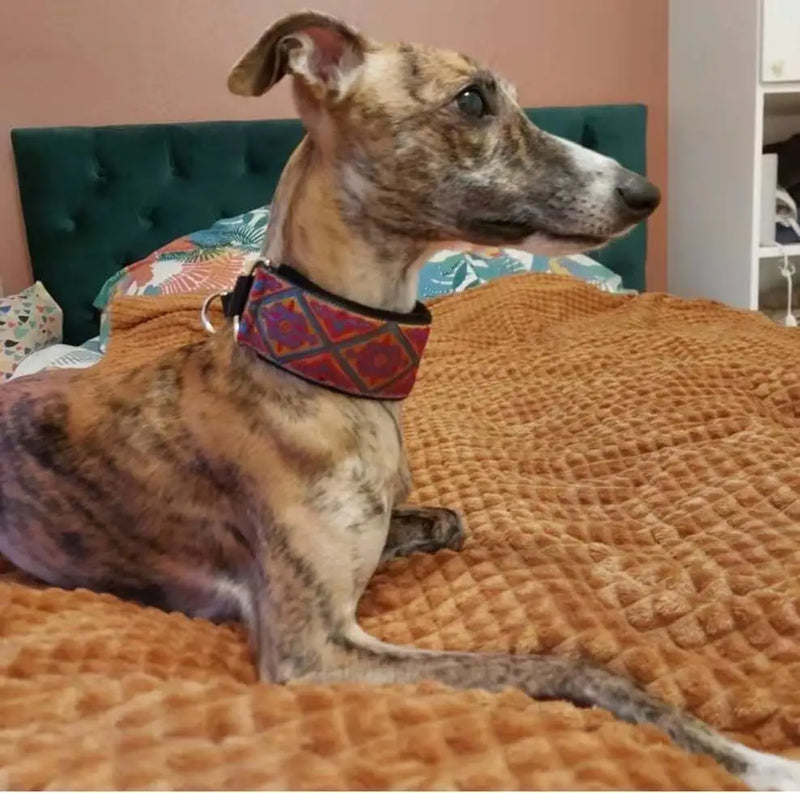 Comfortable soft cosy elegant whippet Italian Greyhound martingale collar Width5.5cm  Gold/silve/red/green