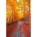 Autumn Landscape Backdrop Fall Forest Maple Fallen Leaves Nature Scenery Harvest Thanksgiving Portrait Photography Background