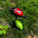 Kingdom Microbeetle Artificial Topwater Insect Fishing Lure 1.8g 3.3g Treble Hook 14# 12# Floating Wobblers Insect bait Notobug