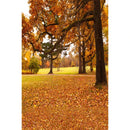 Autumn Landscape Backdrop Fall Forest Maple Fallen Leaves Nature Scenery Harvest Thanksgiving Portrait Photography Background