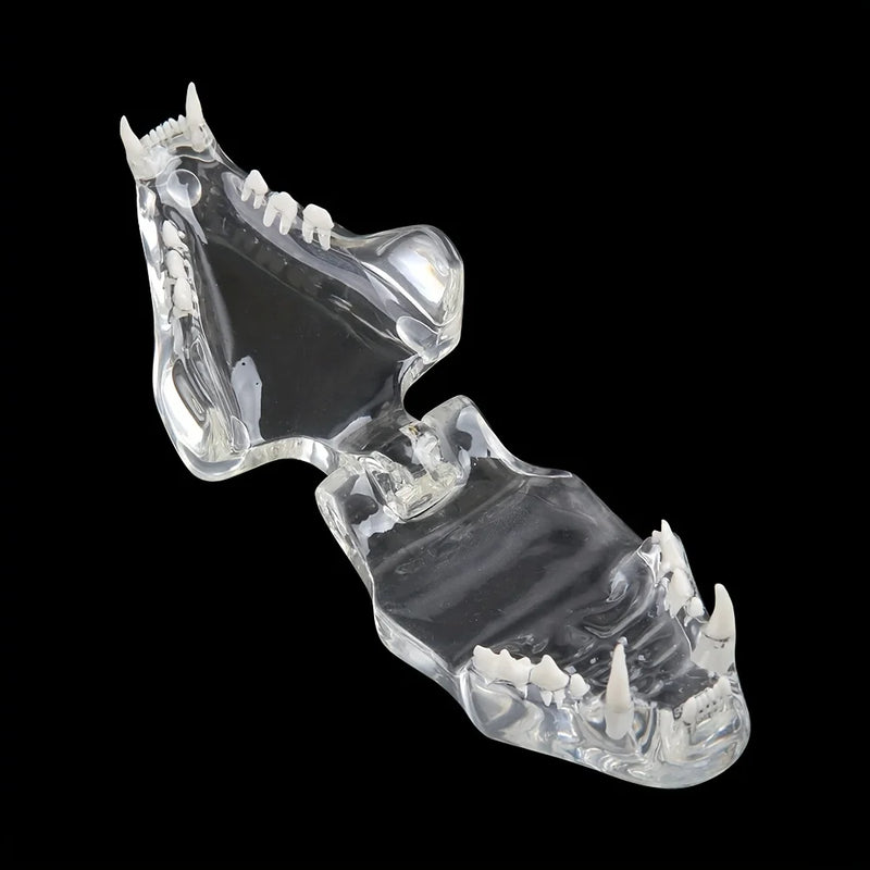 1PC Transparent Dog/Cat Teeth Anatomical Model, Resin Oral Tooth Jaw For Veterinary Teaching Demonstration