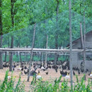 Schweres Anti-Vogel-Netz Gartenzaun und Pflanzenschutzzaun Mesh Anti-Vogel-Hirsch-Katzen-Huhn-Hühner-Netz-Fischernetz