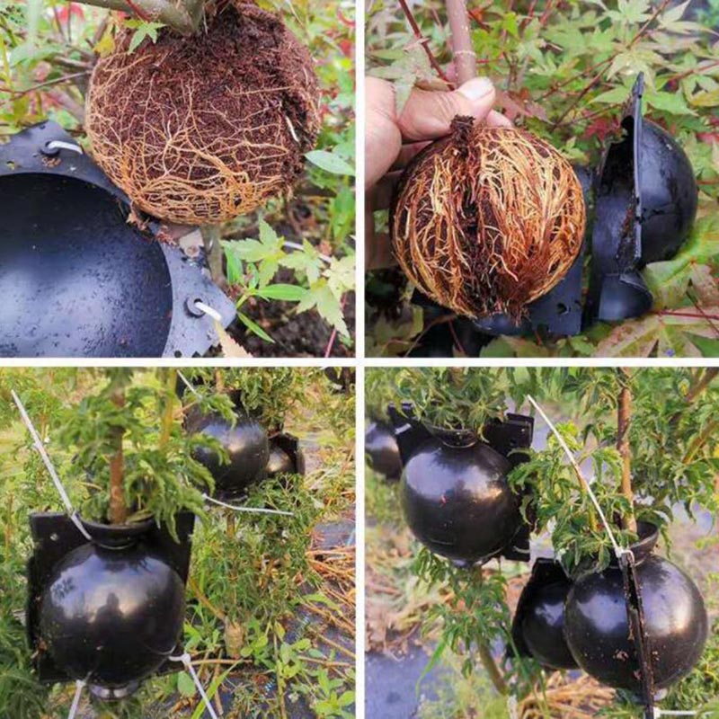 10/20pcs fruit Plant tree Rooting Ball Root box plastic case propagation Box Grafting Rooter Growing High-pressure breeding ball