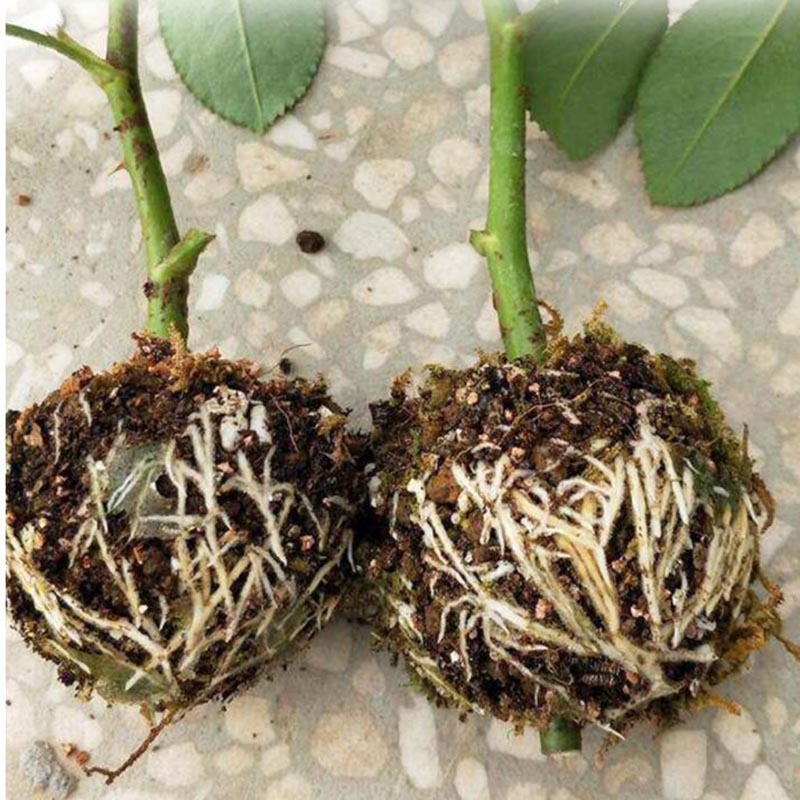 10/20pcs fruit Plant tree Rooting Ball Root box plastic case propagation Box Grafting Rooter Growing High-pressure breeding ball