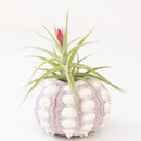 Air Plants Sea Urchin Tabletop Tillandsia Holder Decoraciones de jardinería en miniatura