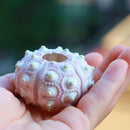 Air Plants Sea Urchin Tabletop Tillandsia Holder Decoraciones de jardinería en miniatura