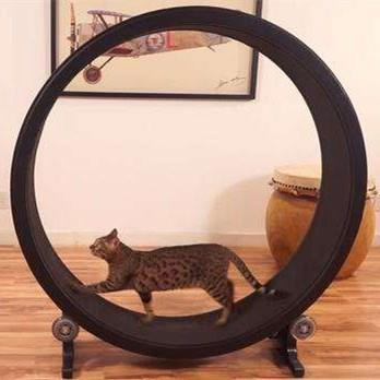 Laufband für Haustierkatzen, Fitnessgeräte für Katzenübungen, großes Rollenlaufband für Katzen