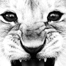 Baby Lion Print Wildlife Animal Black White Photography Poster Kids Quote Scandinavian Art Canvas Painting Home Decor