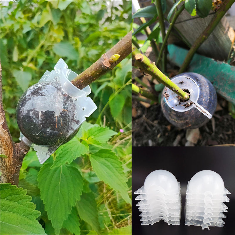 10/20pcs fruit Plant tree Rooting Ball Root box plastic case propagation Box Grafting Rooter Growing High-pressure breeding ball