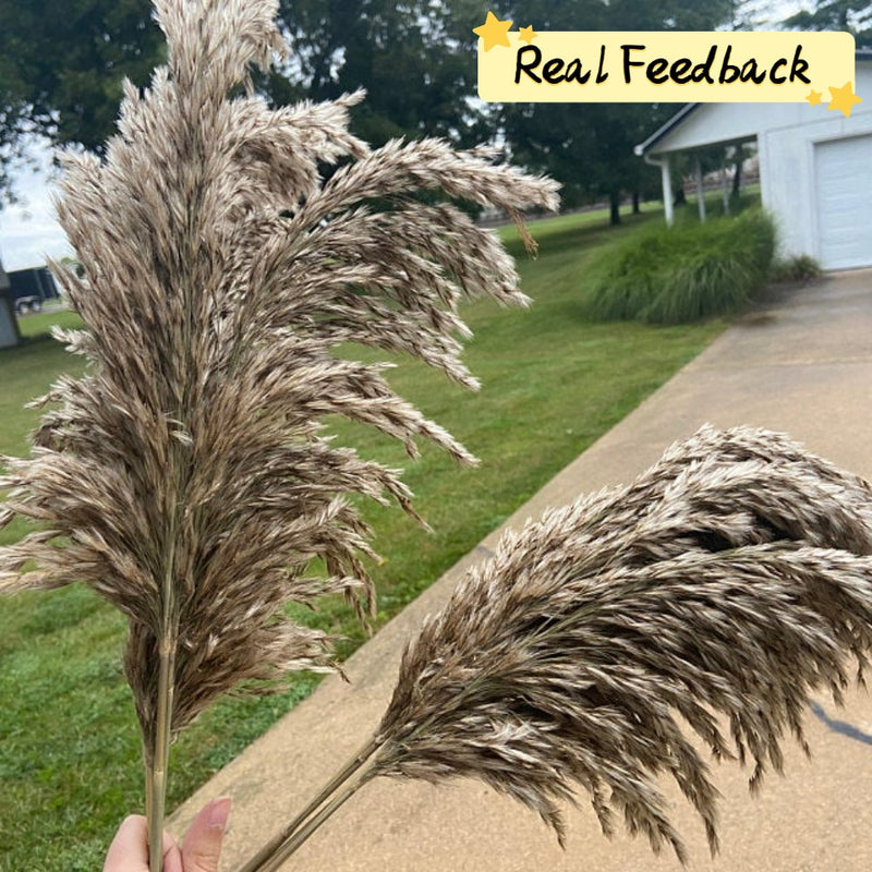 20 tallos Pompous Pampas-Grass Pampass secas Plantas Fluffy Pompas Grasses Small Pompus Short Boho Decor Longitud total 21 pulgadas / 55 cm